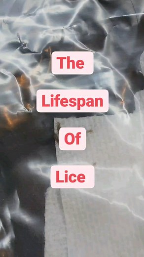 52 reactions · 3 comments | Adult lice can live up to 30 days on a human's head and need to feed on blood several times a day. Without, Lice die of starvation within 48 hours. #factsoflice #Lice #RGVLiceLady | LRS - Lice Removal Service | Facebook
