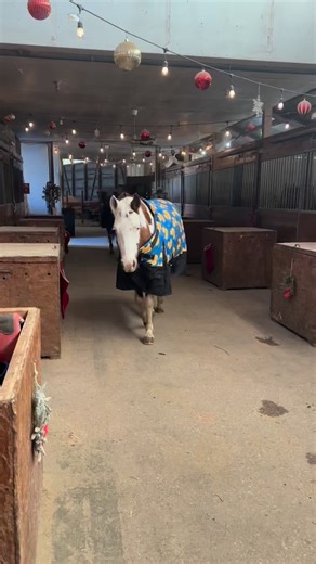 Our horses are hardly ever stalled - just briefly for vitamins or grooming - but they still know exactly which stall belongs to them. Watch closely: Wrong stall ➝ verbal correction ➝ immediate understanding. Horses have amazing memory, spatial awareness, and understand verbal cues better than most people think. And yes… they do listen. ❤️ They also make us laugh a lot. And to be fair—I scolded her because she does know better and was definitely thinking about stealing someone else’s feed. She kn