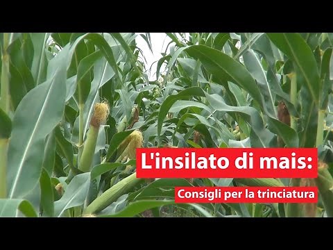 L'insilato di mais: Consigli per la trinciatura