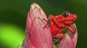 Watch 72 Dangerous Animals: Latin America | Netflix Official Site