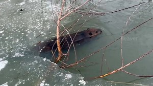 148K views · 1.5K reactions | Beavers have a second set of lips behind their front teeth that allow them to chew underwater—handy for trimming down branches before moving them to the food cache under the ice. | Valley Wild | Facebook