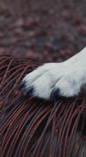 Inspiring Wolf Rescue Story