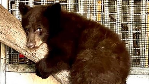 The story of 3 bears: Cubs burned in California wildfires recovering together