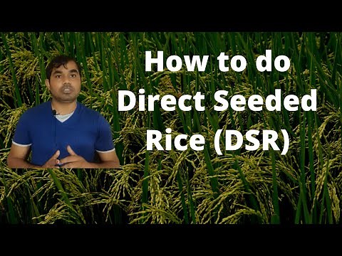 Direct Seeded Rice (DSR) vs Traditional Transplanting: Benefits, Challenges & Complete Guide