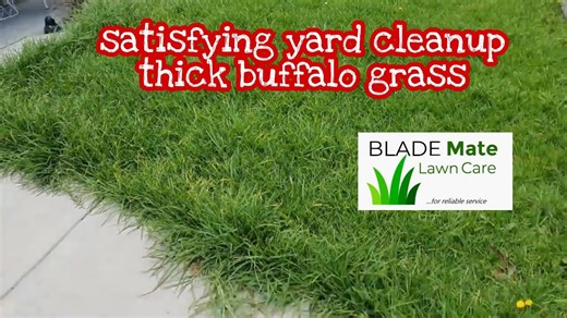 Turning Jungle Into Yard With a Rover Push Mower