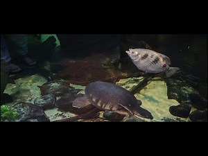 Baltimore National Aquarium Full Virtual Tour | Baltimore Maryland 2023