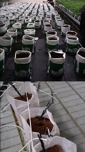 Ready-To-Use Coco Grow Bag vs Compressed Coco Block Timelapse