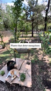 Mosquito problem? Try this hack in your garden! Planting citronella, rue, lavender, rosemary, lemongrass, and more can help deter those pesky bugs. 🐛 What are your favorite things to plant in your garden? 🪴 #explore #garden #chiropractor #health #animalchiropractor #homestead #homesteadersofinstagram | Bridge Family Chiropractic