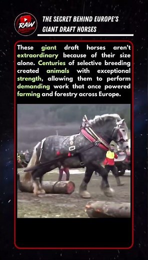The Secret Behind Europe's Giant Draft Horses