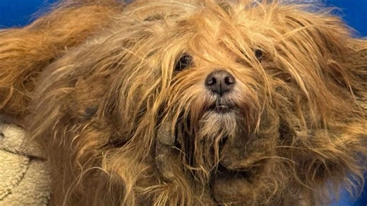 Horrifically matted dog get a new look and a new home