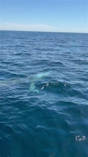 Baby Fin Whale Surfaces 10ft Away in the Farallon Islands