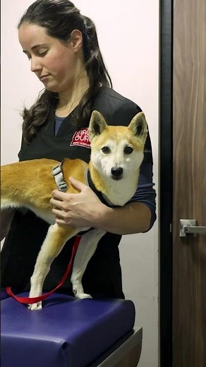 Fisioterapia veterinaria: recuperar movimiento, recuperar bienestar 🐾