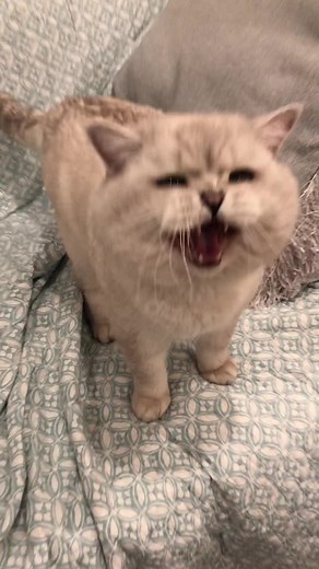 Sound to attract cats! #meow #crazycat #vocal #cat | cat meowing