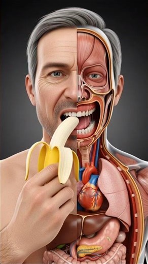 Front View 3D Human Anatomy: Watch a Banana Travel Through the Digestive System