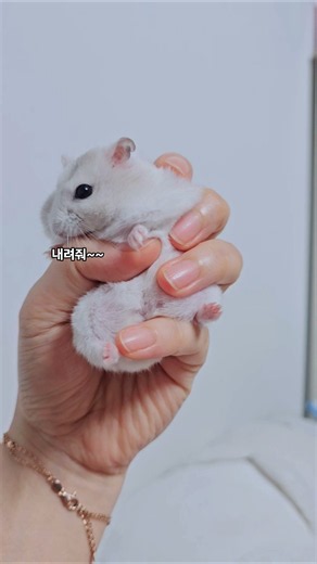 푸푸야~ 잡아서 미안해🥹 #햄스터일상 #귀여운햄찌