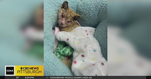 Cat found severely burned recovering