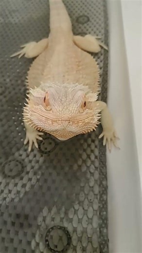 #lizard #bath #fypシ