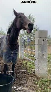 Animaux drôles et mignons #92 🐴😂 Cheval marrant Funny horse
