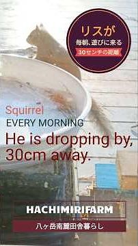 Squirrels come to play every morning [Countryside Living in the Southern Foothills of Mt. Yatsuga...