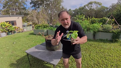 Grow Potatoes From STEM Cuttings? YES – Here’s Proof!