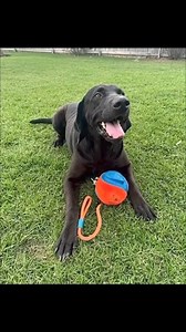 1.7K views · 36 reactions | We are the luckiest with Lucas! This handsome man is a Great Dane/Labrador mix, and is ready for his new home! Lucas is playful, but gentle. He loves long car rides, and basking in the sun. He truly has the kindest soul, and is very ready to share it in his own forever home. 殺 #dogrescue #adoptdontshop #greatdanerescue | Save Rocky the Great Dane Rescue and Rehab Srgdrr | Facebook