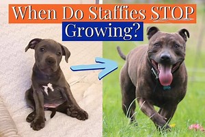 When Do Staffies Stop Growing? [Growth Timeline]