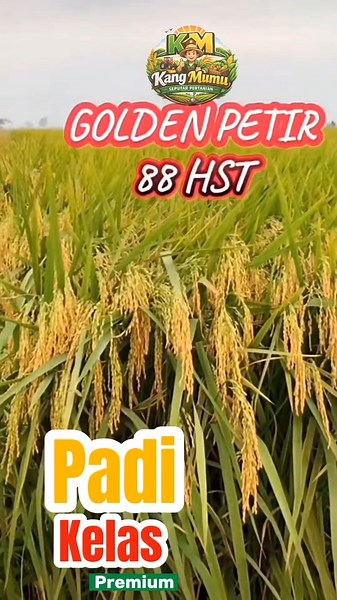 Latest High-Yield Early-Maturing Rice Varieties for 2026