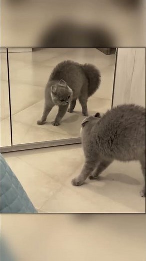 Hilarious Cat Moments – Mirror Fight Compilation