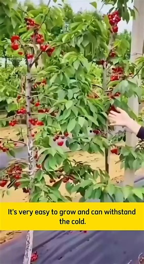 5.2K views · 35 reactions | This call dwarf cherry tree | SRK | Facebook