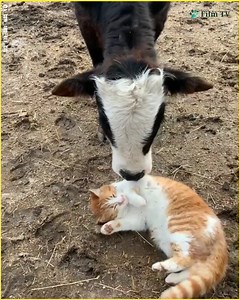 713K views · 10K reactions | This cat and cow friendships the cow and her cat ❤️ the cow really love her, so cute . . . . . #catstagram #Animals #funny #funnyanimals #pets #funnyanimalsvideos #cuteanimals #cat #cow #cats #pets #pet . . . . My _ig_ @a_cow_and_her_cat | Daily Hug | Facebook