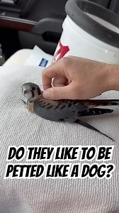 196K views · 2.9K reactions | One of the most popular questions that people ask! Short answer, NO! They are wild bird #Falcon #BirdOfPrey #Wildlife #Falconry #ReelItFeelIt #WatchThis #ViralReels #ReelOfTheDay #MustSee #IncredibleNature | Bird Hunting | Facebook