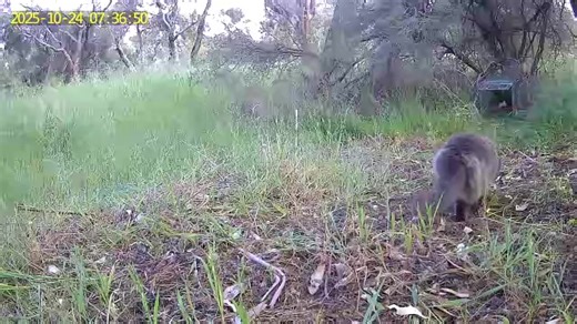 When the trail Cam goes off, it's all happening here! It's not in the trap yet tho | Williams Fox Shoot