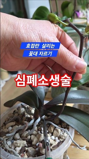 아깝지만 잘라야 살아요! 지친 호접란 심폐소생술 (관리 꿀팁 #호접란 #호접란살리기