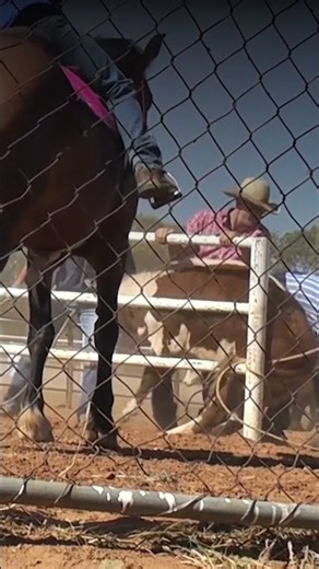 Calf Roping Isn’t a Sport—It’s Bullying a Baby 💔