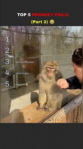 TOP 5 MONKEY FAILS (PART 2) 😂