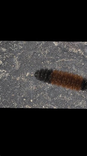 Earth One on Instagram: "Isabella Tiger Moth | Woolly Bear Caterpillar | Pyrrharctia isabella Milwaukee, WI #tigermoth#woollybear#caterpillar#milwaukee#isabella"