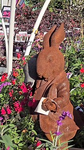 This is a noisy miner, a bird native to #Australia. It's a common and conspicuous species known for its loud calls and aggressive behavior, especially during breeding season. It's part of the honeyeater family and is often seen in urban areas as well as forests and woodlands. #Garden #Bird | Shirley Ann Carandang