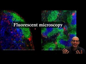 How does Fluorescent microscopy work?