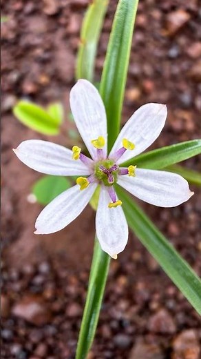 How to Take Stunning Macro Flower Photos Using Mobile 🌼 | Macro Photography Trick