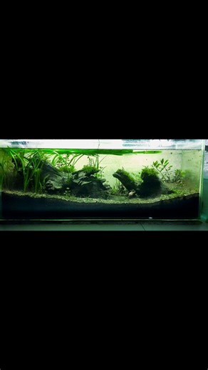 low tech planted aquarium setup #aquarium #feeds