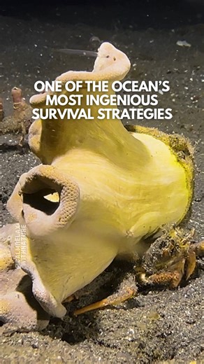 Camouflage level: sponge-tacular! 🦀✨ On the sandy seabed, a sponge crab moves carefully, scanning for prey with its pincers. On its back, a large yellow sponge sits like a living shield, cleverly held in place by the crab’s back legs. This unique partnership offers protection and camouflage, showing the incredible creativity of ocean life. Even the smallest creatures have fascinating stories to tell. #calmrelaxwithnature #ocean #music #spongecrab #adventure #relaxation #travel #success #wildlif