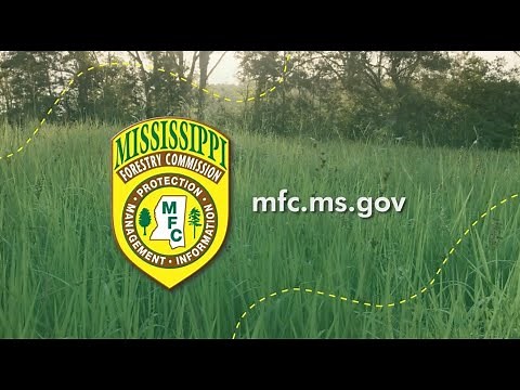 Cogongrass - One of the Top 10 Worst Weeds in the World