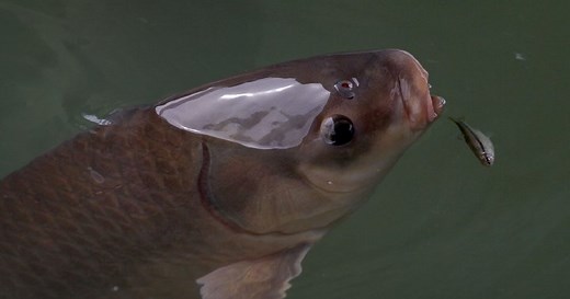 Asian carp caught in St. Lawrence River