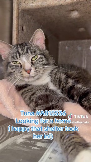 Saving Devore Shelter Cats on TikTok