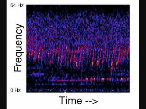 Unidentified Deep Sea Sounds - UpSweep (1X)