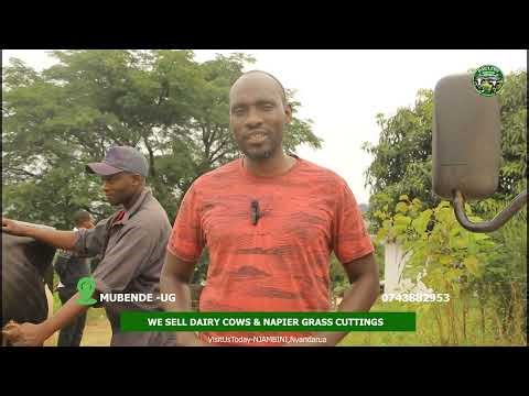 DAIRY FARMING:Paulito changed my mindset; Now I'm a professional dairy farmer.
