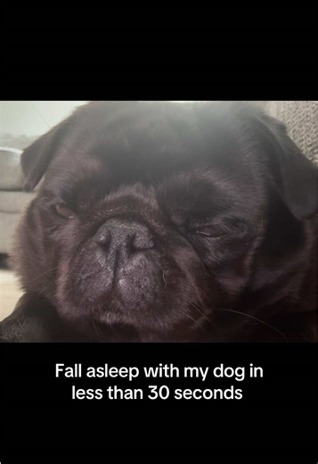 Fall asleep with my dog in less than 30 seconds #pugs #funnydog #dogsogtiktok #pug