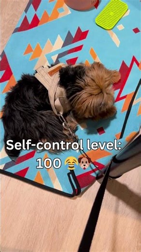 Self-Control Level 100: Yorkie Hacks Her Own Leash!