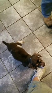 Hamish has pizza motivation! Hamish will be available for adoption soon. | Cocker Spaniel Rescue of Austin/San Antonio