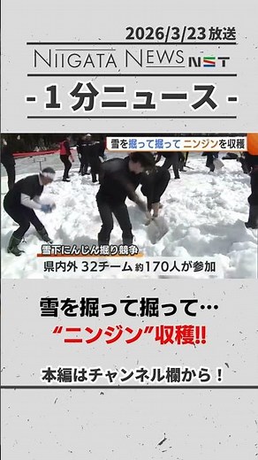 【津南町】雪を掘って掘って…ニンジン収穫！ #雪下にんじん #津南町 #新潟
